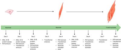 Active vitamin D increases myogenic differentiation in C2C12 cells via a vitamin D response element on the myogenin promoter